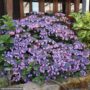 Hydrangea Serrata – Tuff Stuff – #3 Container